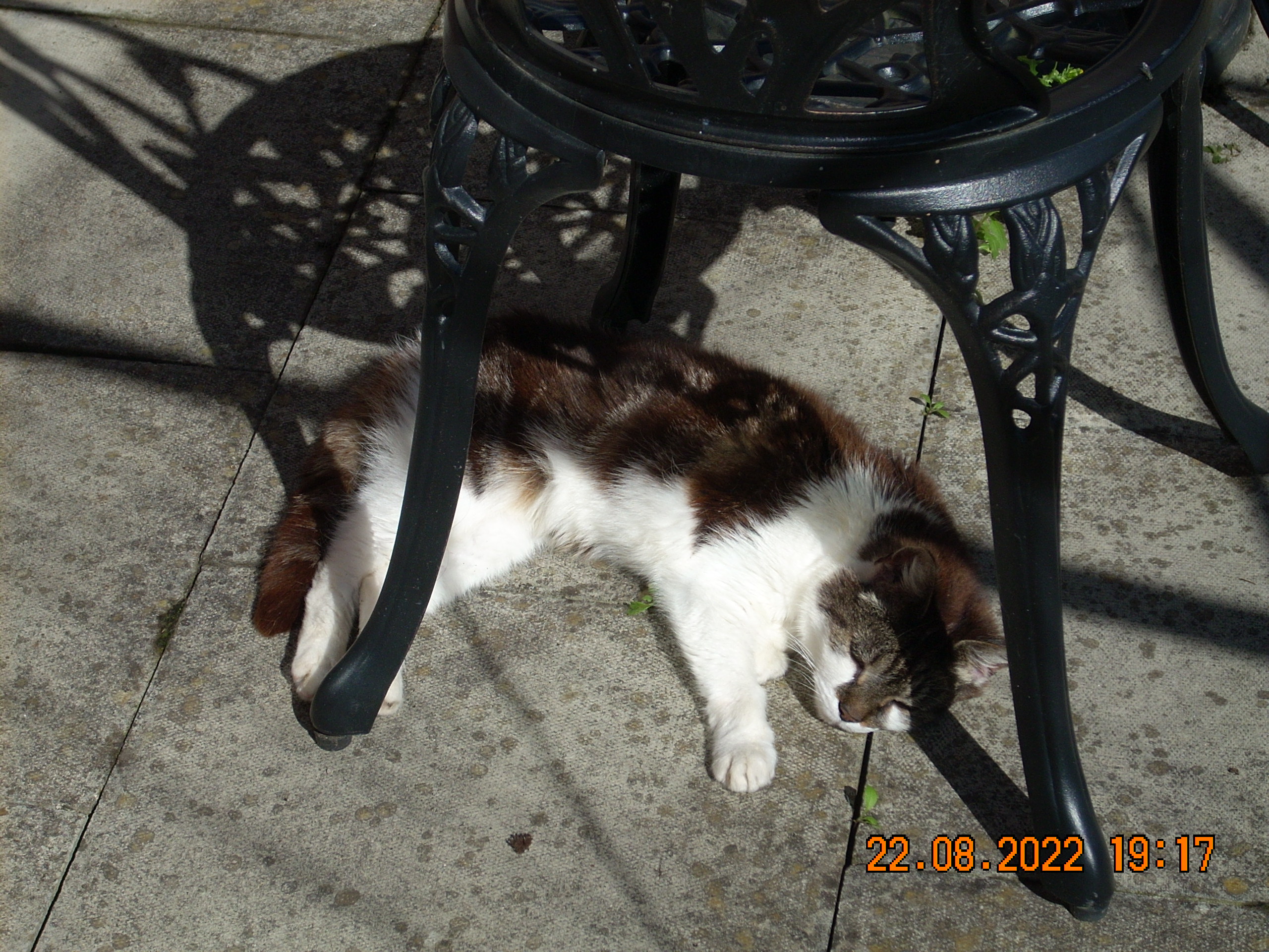 cat sleeping under a table