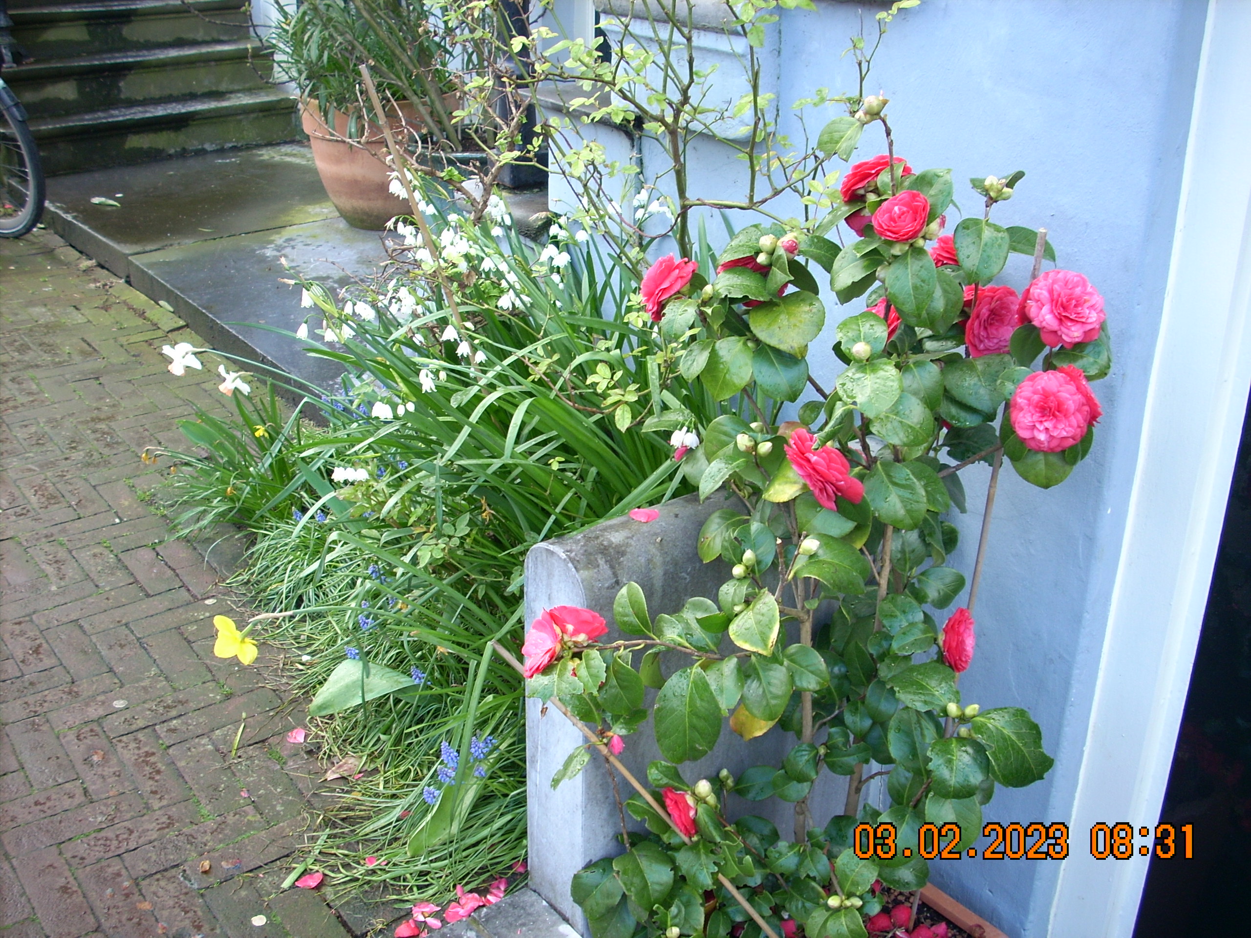 red flowers