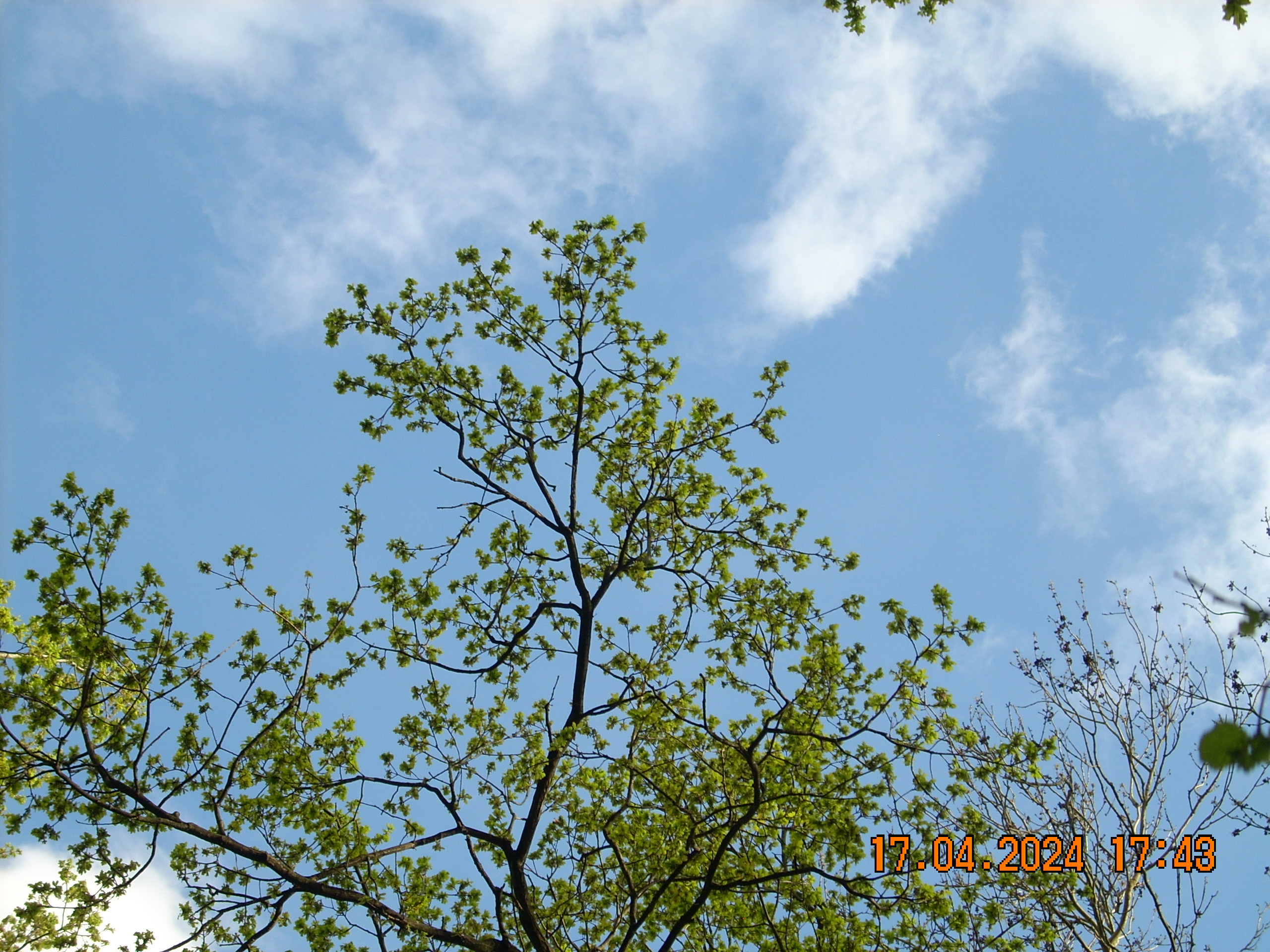 tree branches and a blue sky